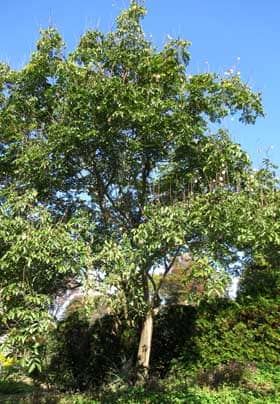 オオモクゲンジの木
