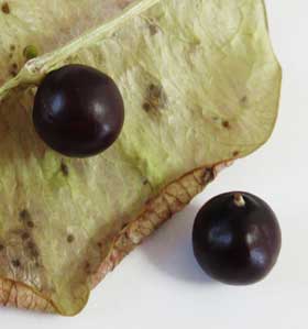 暗褐色になったオオモクゲンジの種子