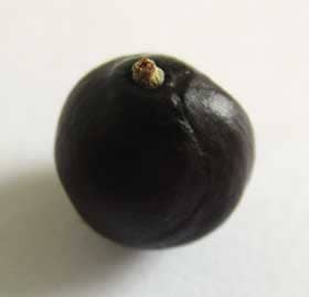 黒褐色になったオオモクゲンジの種子