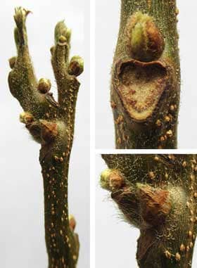 オオモクゲンジの葉痕と冬芽
