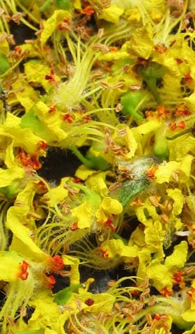 地面に落ちたモクゲンジの黄色い雄花