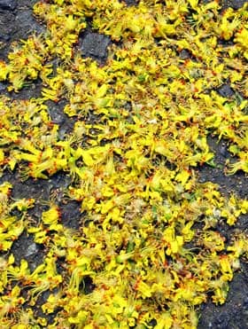 路面を覆うように大量に落ちたモクゲンジの花