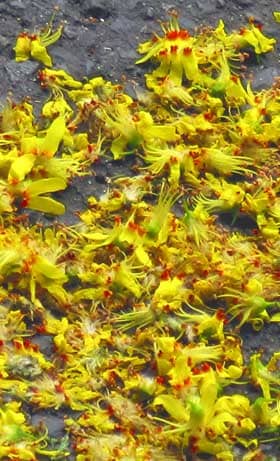 地面にたくさん落ちたモクゲンジの黄色い花