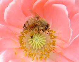 花粉だんごをつけて一生懸命に蜜を集めるミツバチ