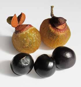 ムクロジの実と黒い種子