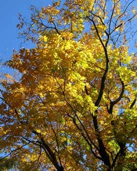 秋に美しく黄葉するムクロジの木