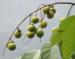 高い枝先に実るムクロジの果実