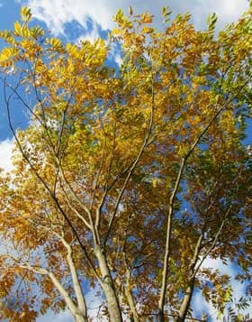 ムクロジの木は秋に美しく黄葉する
