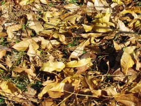 樹下に散り落ちたムクロジの黄葉