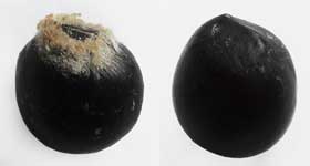 ムクロジの黒い種子