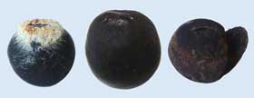 ムクロジの種子の乾燥中と発根直前と発芽後の抜け殻の大きさの比較