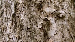 ムクロジ老木のささくれた樹皮