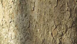 ムクロジの大木の樹皮