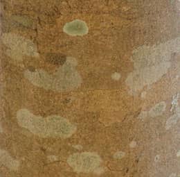 ムクロジの成木の樹皮