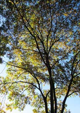 黄葉し始めたムクロジの木のシルエット