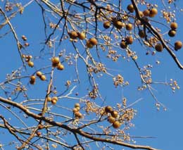 冬に枝にたくさんの実を残すムクロジの木