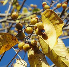 秋に黄葉したムクロジの木に実る果実