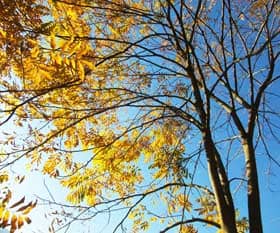 秋のムクロジの林