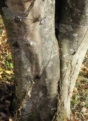 中堅クラスのムクロジの木の樹皮