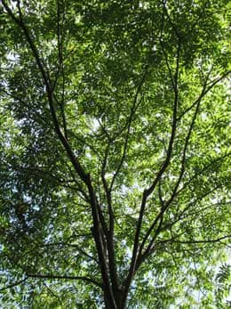 緑陰を形成する夏のムクロジの木