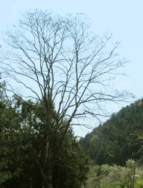 川べりの道路沿いに高くそびえ立つ大きなムクロジの木