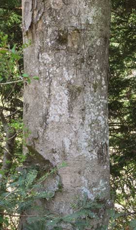 いろいろな木に取り囲まれて育つ大きなムクロジの木