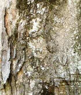大きなムクロジの木の下の方の幹の幹肌