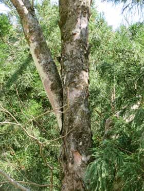 スギよりも大きく育っているムクロジの巨木