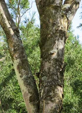 スギよりも大きく育つ野趣あふれるムクロジの巨木