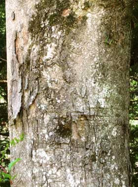 大きなムクロジの木の下の方の幹