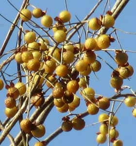 冬にたくさんの実が枝に残るムクロジの木