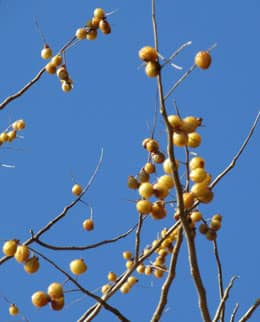 冬の青空と枝先に残るムクロジのオレンジ色の実