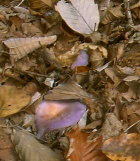降り積もった落ち葉の下から発生するムラサキシメジ