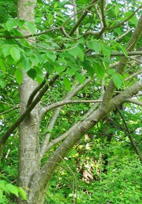 バッコヤナギの木