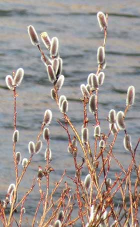 川辺で白銀色に輝くネコヤナギの花