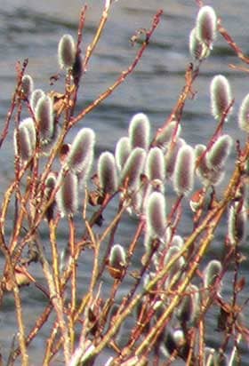 早春の川辺で白銀色に輝くふかふかのネコヤナギの花