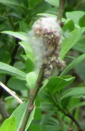 綿毛をまとったネコヤナギの種子