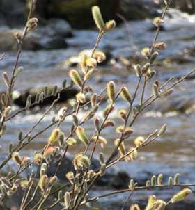 早春の川辺を彩るネコヤナギ