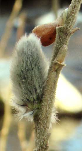 帽子のような芽鱗を脱ぐネコヤナギの雌花の花穂