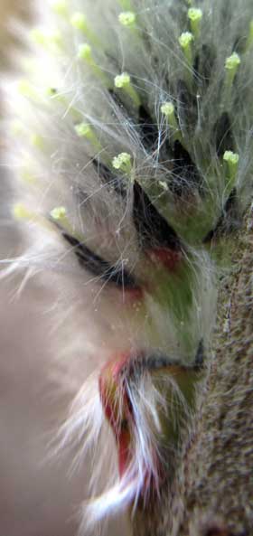 ネコヤナギの雌花柱頭と苞