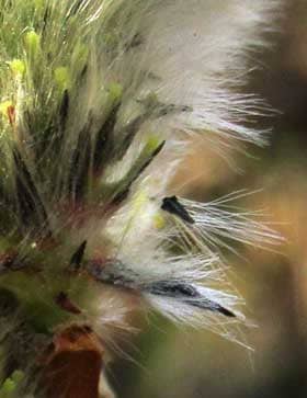 白い毛の生えているネコヤナギの雌花の苞　拡大