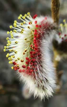 カラフルな花粉を出すネコヤナギの雄花