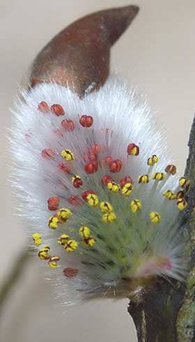 赤い葯が開いて黄色い花粉が出てきたネコヤナギの雄花