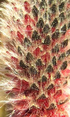 ネコヤナギの赤から黒色に変化した苞葉から生える白い絹毛にまとわりつく花粉