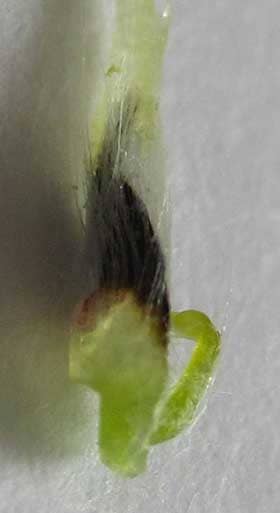 ネコヤナギの雄花の苞葉と腺体の部分拡大