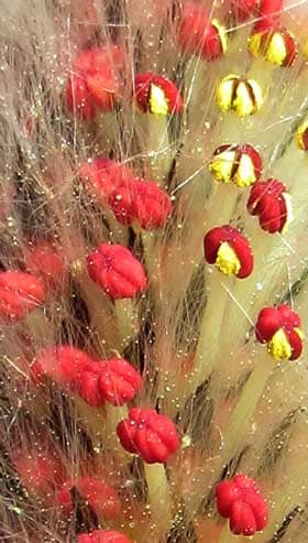 赤い葯が開いて黄色い花粉を出し始めたネコヤナギの雄花