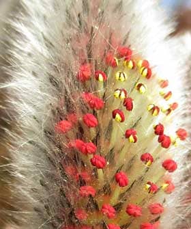 赤い葯から黄色い花粉を出し始めたネコヤナギの雄花
