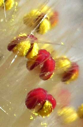 白い絹毛の間から赤い葯が開いて黄色い花粉を出し始めたネコヤナギの雄花