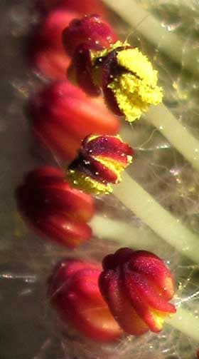 赤い葯が開いて黄色い花粉を出しているネコヤナギの雄しべ