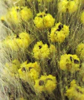 ネコヤナギの雄花の黄色い花粉